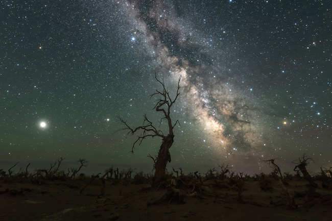 22_风光组__胡杨星空.jpg